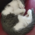 🐾 Yuva Arayan Erkek Yavru Kedi 🐾 fotoğraf