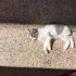 🐾 Yuva Arayan Erkek Yavru Kedi 🐾 fotoğraf