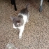 🐾 Yuva Arayan Erkek Yavru Kedi 🐾 fotoğraf