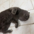 Erkek kısır 1 yaş terk edilmiş acil fotoğraf