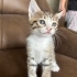 1,5 aylık yavru kedi yuva arıyor fotoğraf
