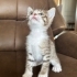 1,5 aylık yavru kedi yuva arıyor fotoğraf