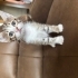 1,5 aylık yavru kedi yuva arıyor fotoğraf