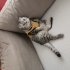 ACİL YUVA SCOTİSH fotoğraf