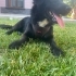 Adı Luna, 7 Aylık dişi, Flat-Coated Retriever / Border Collie melezi fotoğraf