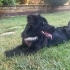 Adı Luna, 7 Aylık dişi, Flat-Coated Retriever / Border Collie melezi fotoğraf