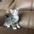 1,5 aylık yavru kedi ailesini arıyor fotoğraf