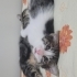 Minik kız ömürlük yuvasını arıyor fotoğraf