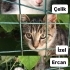 İZEL ÇELİK ERCAN YUVA ARIYOR-SAMSUN fotoğraf