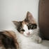 Kalıcı sahibini arıyoruz fotoğraf