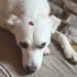 Sevgi böcüğü tüm hayvanlar ile ararsı çok iyi sorunsuz bir masum fotoğraf