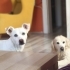 Sevgi böcüğü tüm hayvanlar ile ararsı çok iyi sorunsuz bir masum fotoğraf