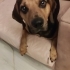 ACİL GEÇİCİ YADA KALICI YUVA fotoğraf