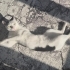 Güzel kızımız Hera için ömürlük yuva arıyoruz fotoğraf