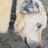Mavi gözlü köpeğimiz yuva arıyoruz fotoğraf