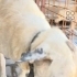 Mavi gözlü köpeğimiz yuva arıyoruz fotoğraf