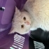 Sokakta cins kedi fotoğraf