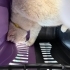 Sokakta cins kedi fotoğraf