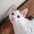 PAMUK PRENS İÇİN GÜVENLİ BİR YUVA ARIYORUM. fotoğraf
