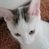 PAMUK PRENS İÇİN GÜVENLİ BİR YUVA ARIYORUM. fotoğraf