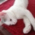 PAMUK PRENS İÇİN GÜVENLİ BİR YUVA ARIYORUM. fotoğraf