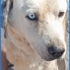 Mavi gözlü köpeğimiz için acil yuva arıyoruz fotoğraf