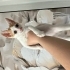 PARİS ACİL YUVA ARIYOR fotoğraf