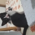 Zeytin paşama yuva fotoğraf