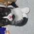 Zeytin paşama yuva fotoğraf