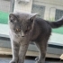 BRİTİSH SHORTHAİR ÜCRETSİZ fotoğraf