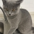BRİTİSH SHORTHAİR ÜCRETSİZ fotoğraf
