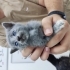 Yavrulara Acil Süt Anne ya da Geçici Yuva Aranıyor fotoğraf