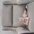 British shorthair 7 aylik disi fotoğraf