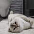 4 yaşında kısır dişi scottish fold fotoğraf
