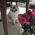 4 yaşında kısır dişi scottish fold fotoğraf