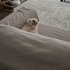 4 yaşında kısır dişi scottish fold fotoğraf