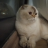 4 yaşında kısır dişi scottish fold fotoğraf
