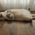 4 yaşında kısır dişi scottish fold fotoğraf