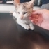 Piremses yuva arıyor fotoğraf