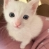 Akıllı, meraklı, özel bir bebek fotoğraf