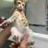 Calico bebek iç dış parazit yapıldı veteriner kontrolü yapıldı fotoğraf