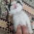 Anneleri ölmüş minik kedilere yuva arıyorum fotoğraf