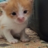 Anneleri ölmüş minik kedilere yuva arıyorum fotoğraf