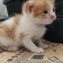 Anneleri ölmüş minik kedilere yuva arıyorum fotoğraf
