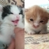 Anneleri ölmüş minik kedilere yuva arıyorum fotoğraf