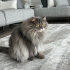 Ücretsiz sahiplenme pofidik tuğlu British kedi fotoğraf