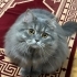 Ücretsiz sahiplenme pofidik tuğlu British kedi fotoğraf
