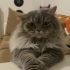 Ücretsiz sahiplenme pofidik tuğlu British kedi fotoğraf