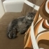Ücretsiz sahiplenme pofidik tuğlu British kedi fotoğraf