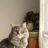 Ücretsiz sahiplenme pofidik tuğlu British kedi fotoğraf